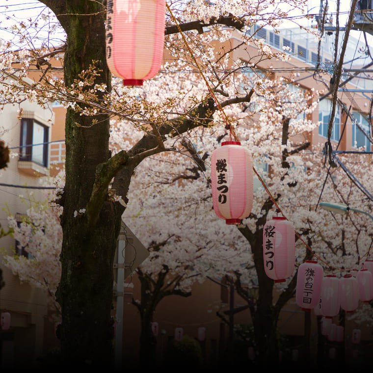 ブランズ西小山 現地周辺の街並み（桜並木と桜まつりの提灯）