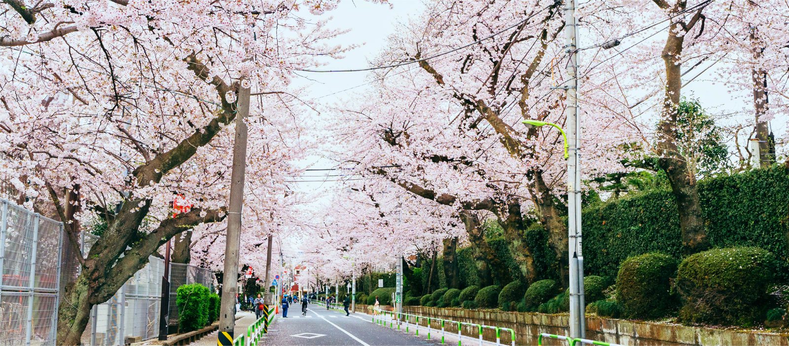 日本大学文理学部正門前の桜並木