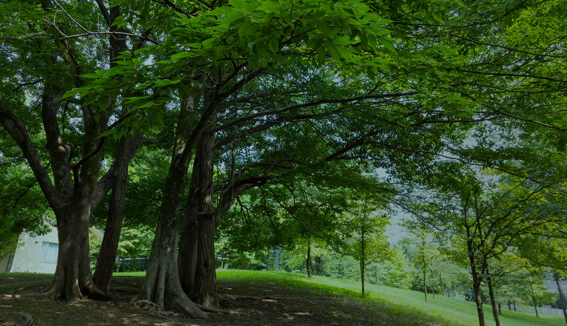 江古田の森公園 周辺の緑